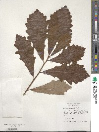 Quercus macrocarpa image