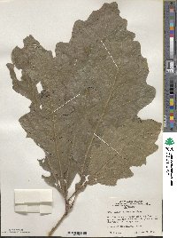 Quercus macrocarpa image