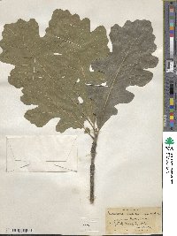 Quercus macrocarpa image