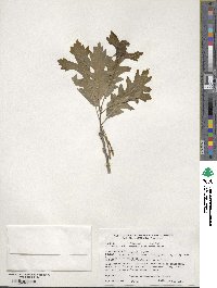 Quercus macrocarpa image