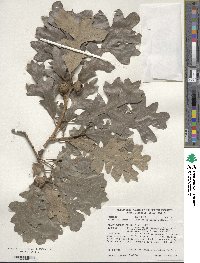 Quercus macrocarpa image