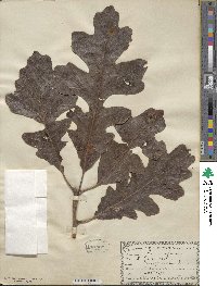 Quercus macrocarpa image