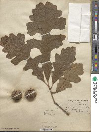 Quercus macrocarpa image