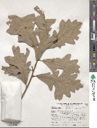 Quercus macrocarpa image