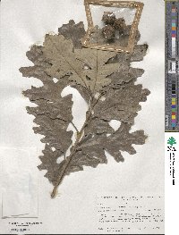 Quercus macrocarpa image