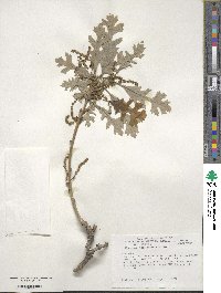 Quercus macrocarpa image