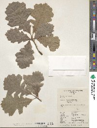 Quercus macrocarpa image