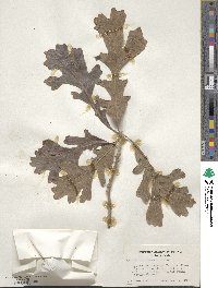 Quercus macrocarpa image