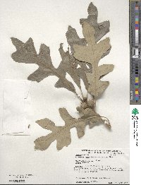 Quercus macrocarpa image