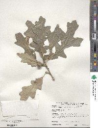 Quercus macrocarpa image