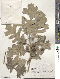 Quercus macrocarpa image