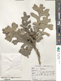 Quercus macrocarpa image