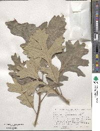 Quercus macrocarpa image