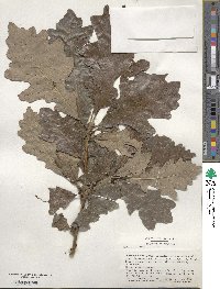 Quercus macrocarpa image