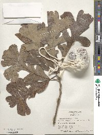 Quercus macrocarpa image