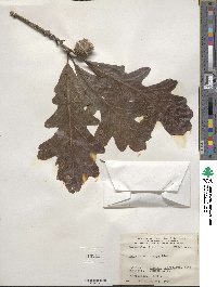 Quercus macrocarpa image