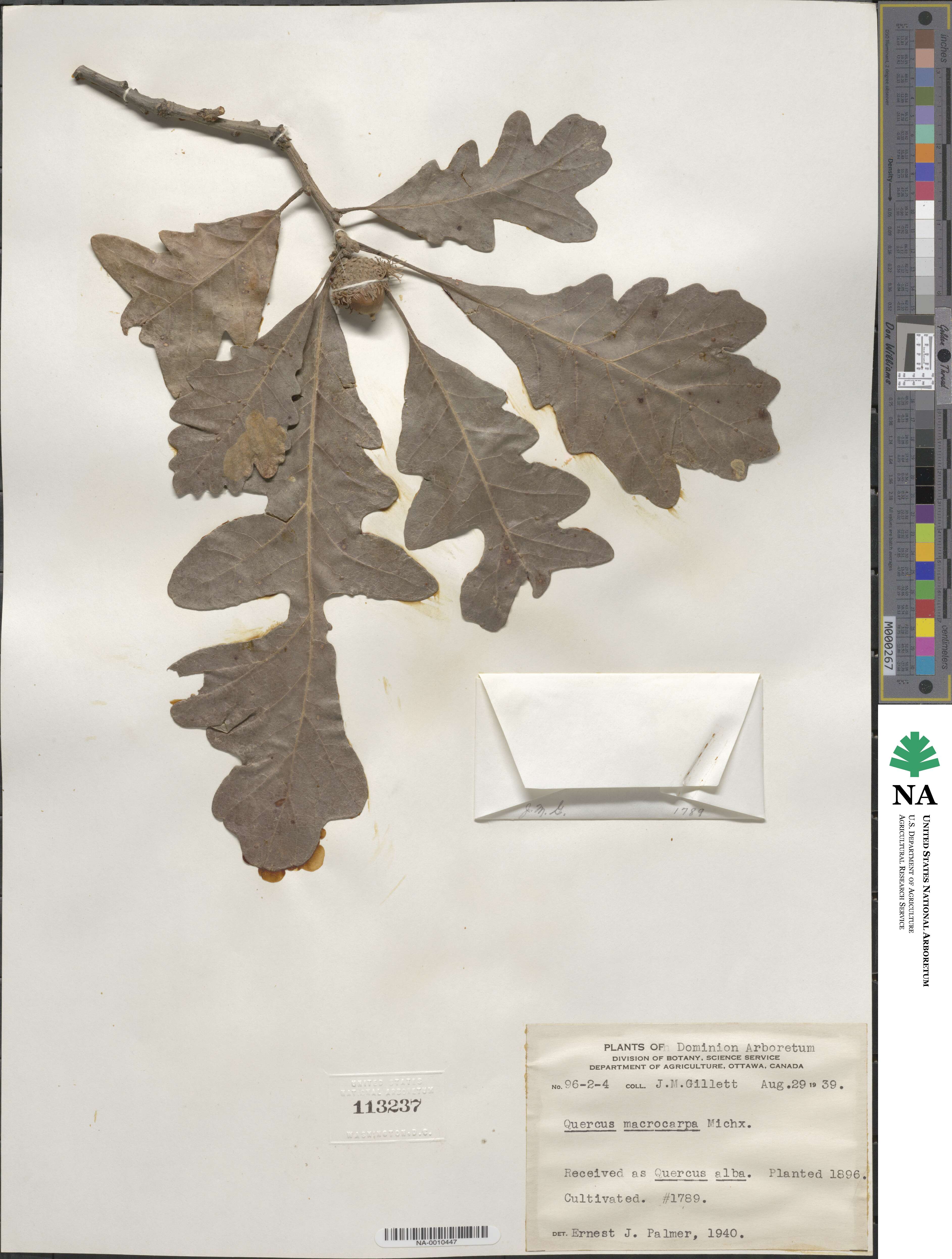 Quercus macrocarpa image