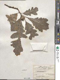 Quercus macrocarpa image