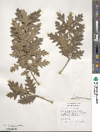 Quercus ithaburensis subsp. macrolepis image