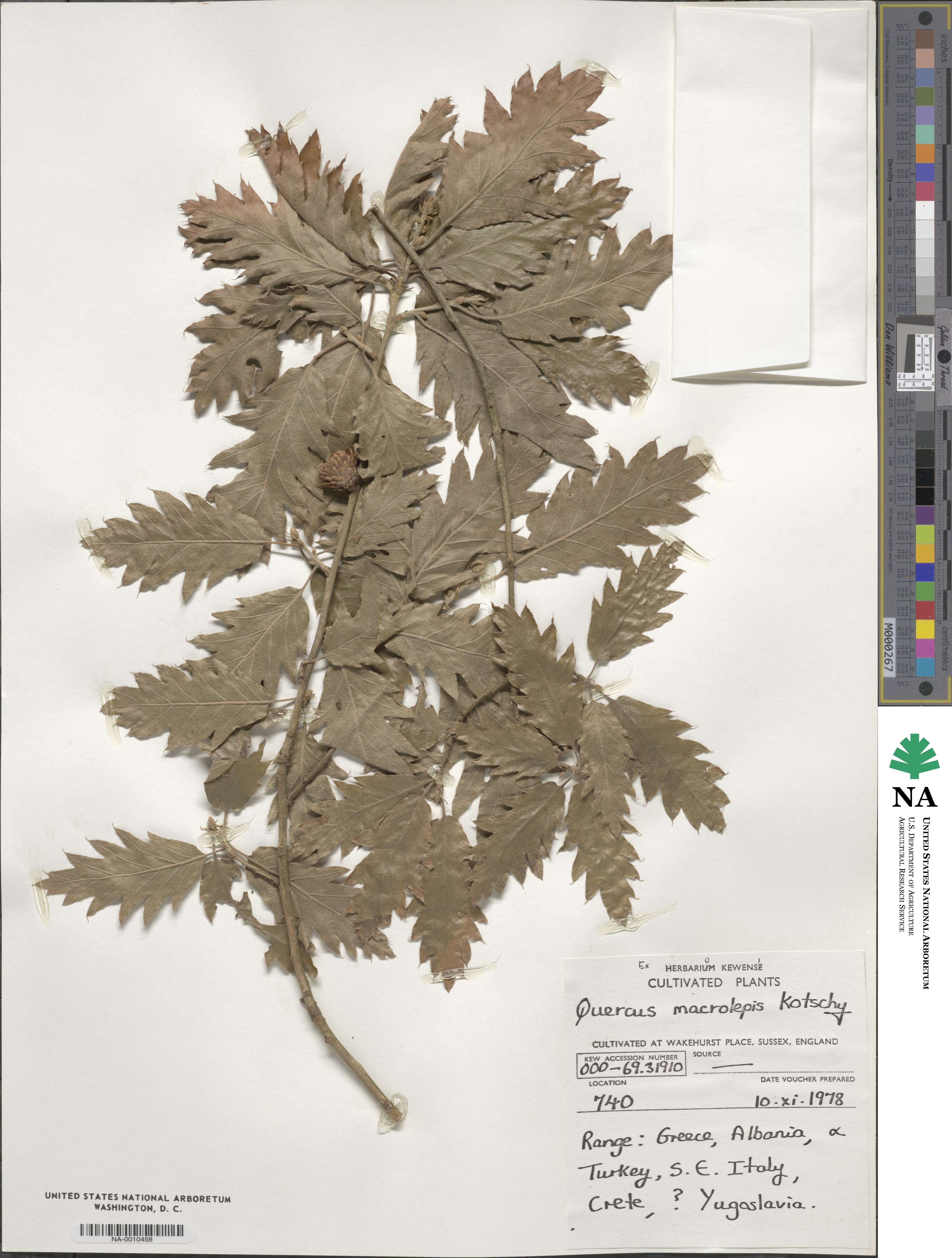 Quercus ithaburensis subsp. macrolepis image