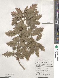 Quercus ithaburensis image