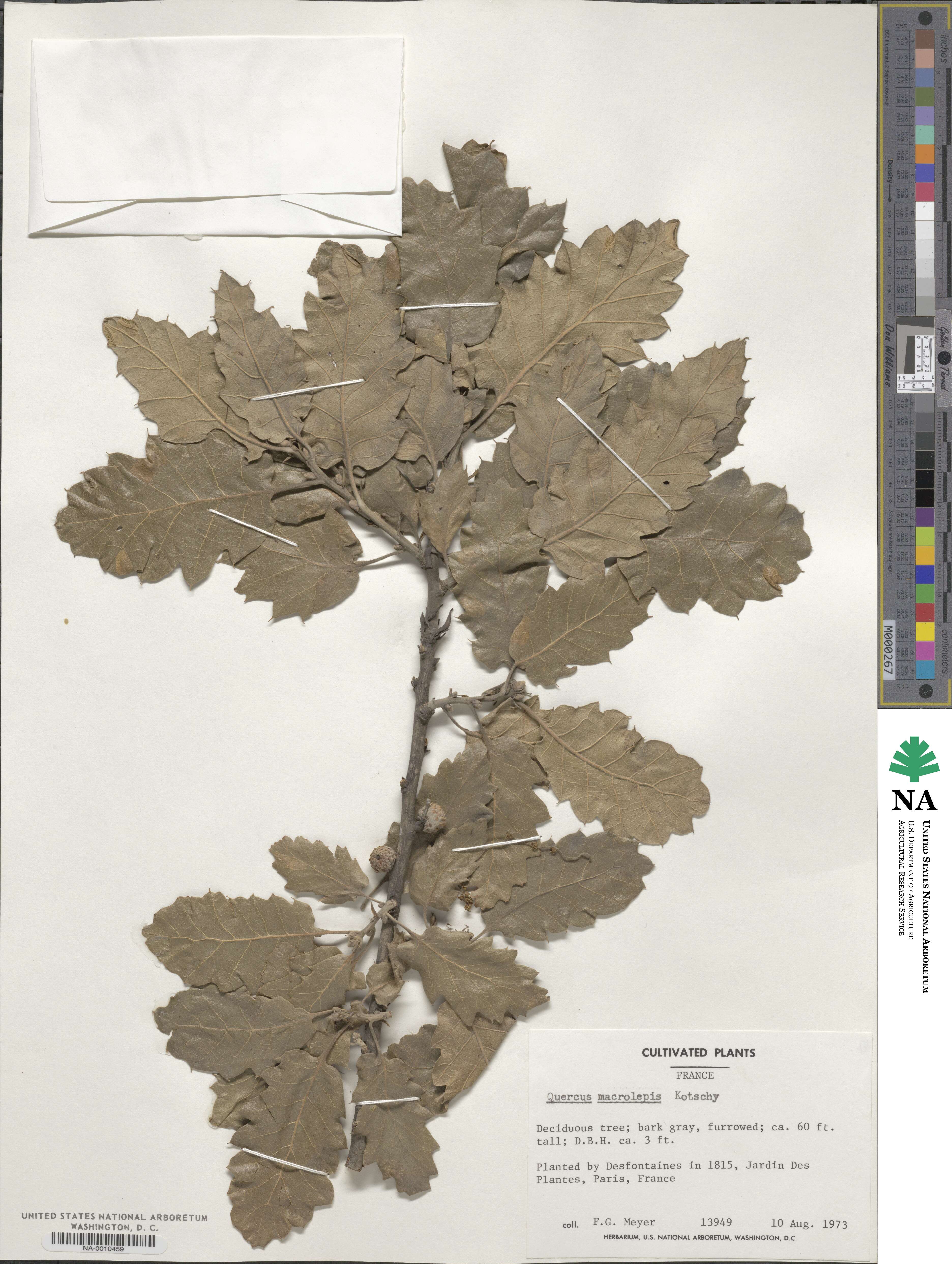 Quercus ithaburensis subsp. macrolepis image