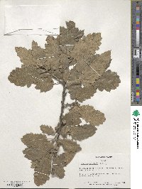 Quercus ithaburensis image