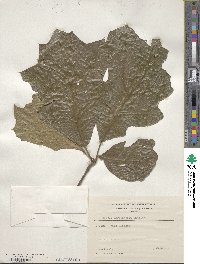 Quercus marilandica image