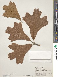 Quercus marilandica image