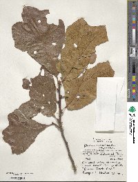 Quercus marilandica image