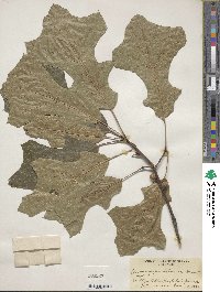 Quercus marilandica image