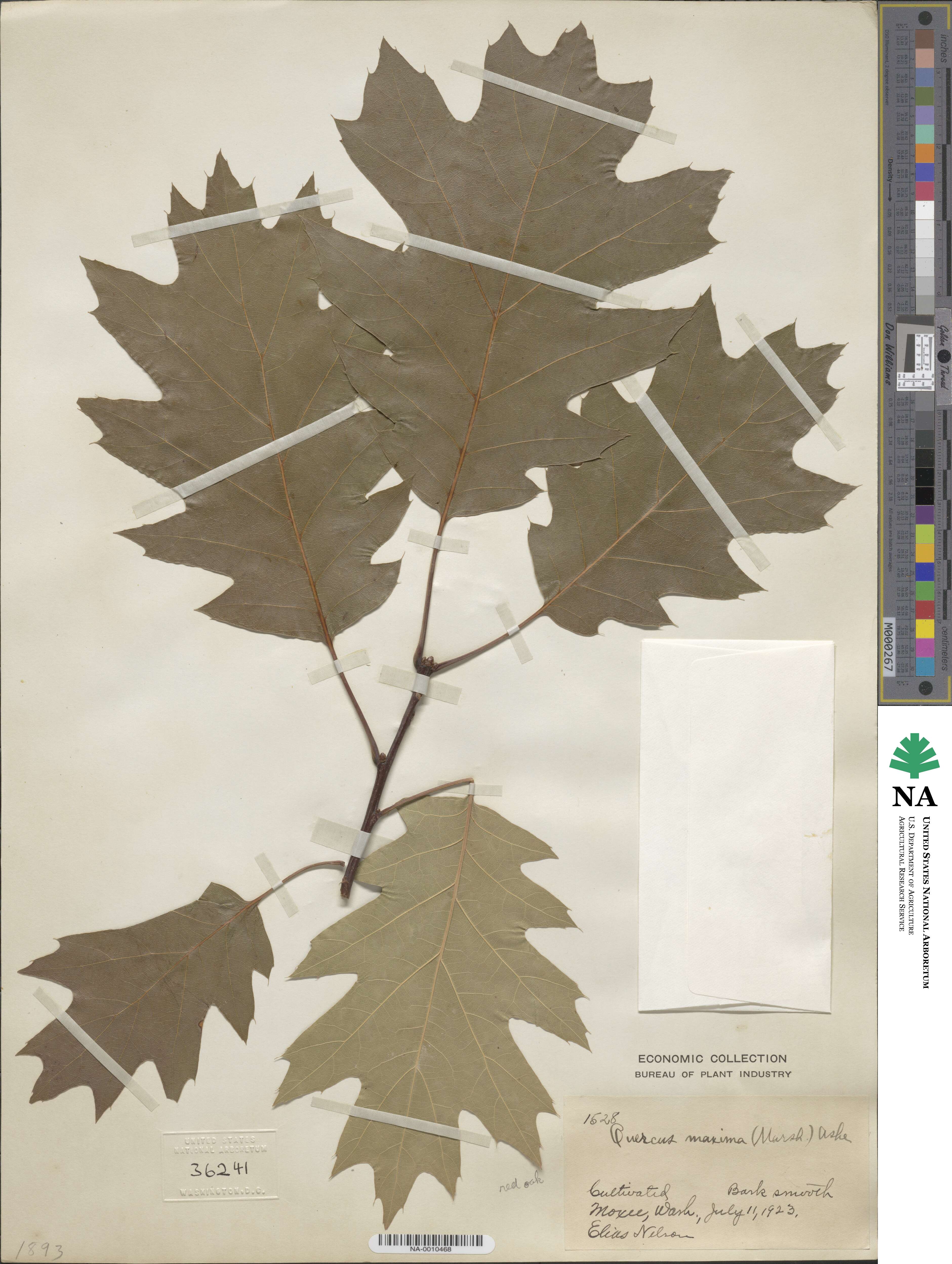 Quercus rubra image