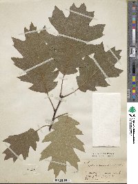 Quercus rubra image