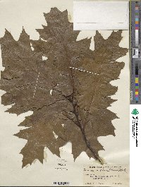 Quercus rubra image