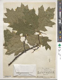 Quercus rubra image