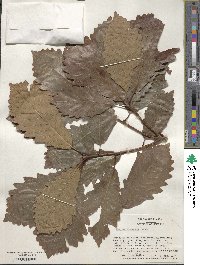 Quercus michauxii image