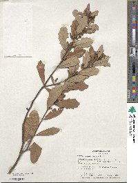 Quercus minima image