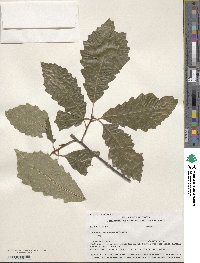 Quercus muehlenbergii image