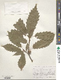 Quercus muehlenbergii image