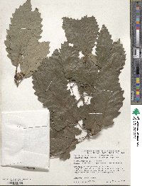 Quercus muehlenbergii image