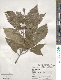 Quercus muehlenbergii image