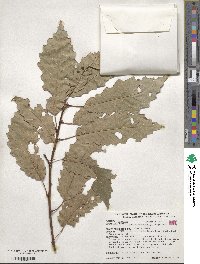 Quercus muehlenbergii image