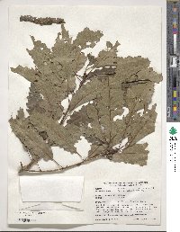 Quercus muehlenbergii image