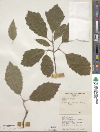 Quercus muehlenbergii image