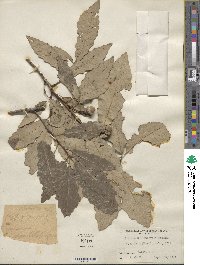 Quercus muehlenbergii image