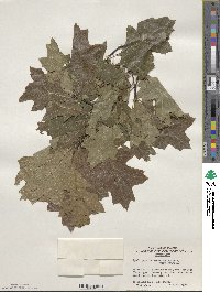 Quercus palustris image