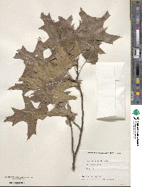 Quercus palustris image