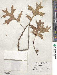 Quercus palustris image