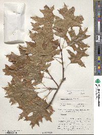 Quercus palustris image