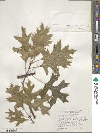 Quercus palustris image